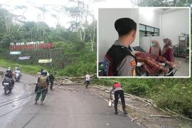 Pohon Tumbang Akibat Angin Kencang di Lebong, Satu Warga Terluka