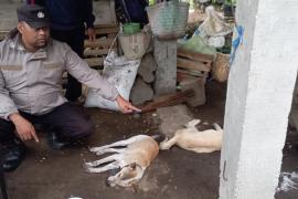 Aksi Cepat Polsek Ujan Mas Evakuasi Korban Tersambar Petir di Kebun