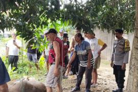 Bhabinkamtibmas Kelurahan Padang Jati Monitoring dan Pengamanan Pemotongan Hewan Kurban Idul Adha 1447 H