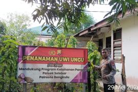 Polsek Selebar Laksanakan Penanaman Jagung Serentak Kuartal II Tahun 2026 dan Perawatan Uwi Ungu