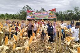 Panen Raya Jagung Kuartal I, Polsek Lebong Utara Dukung Program Ketahanan Pangan Nasional