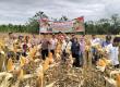 Panen Raya Jagung Kuartal I, Polsek Lebong Utara Dukung Program Ketahanan Pangan Nasional